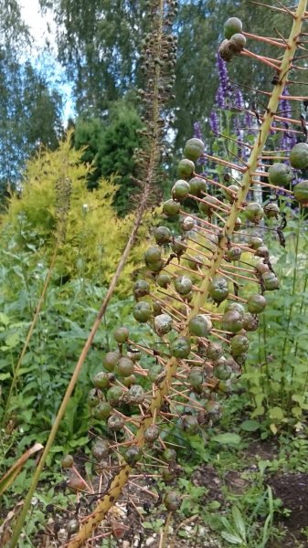 Eremurus x isabellinus ‘Pinokkio’  Эремурус